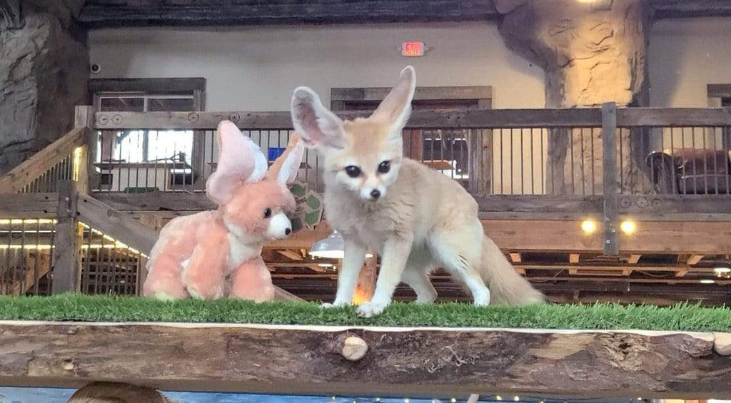 Fennec fox clearance soft toy